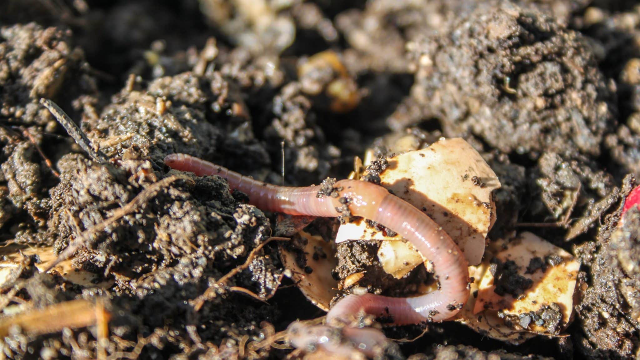 Comment transformer vos déchets en compost pour vos plantes ?