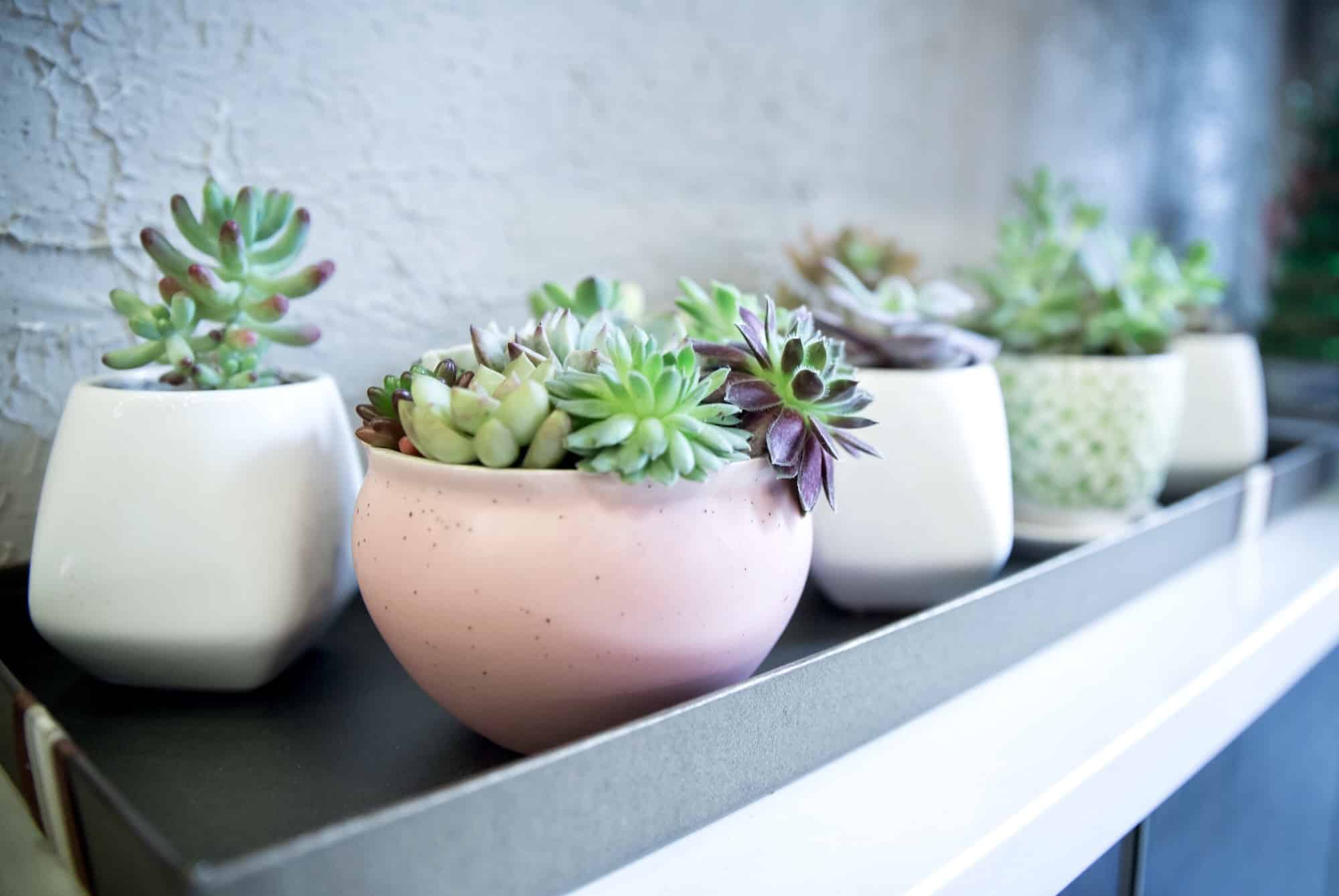 Quel est l’essentiel à savoir sur les jardinières ?